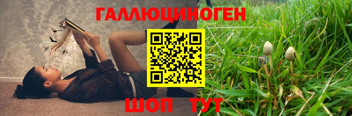 Псилоцибиновые грибы Psilocybine cubensis Кимры